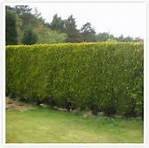  Castlewellan Gold