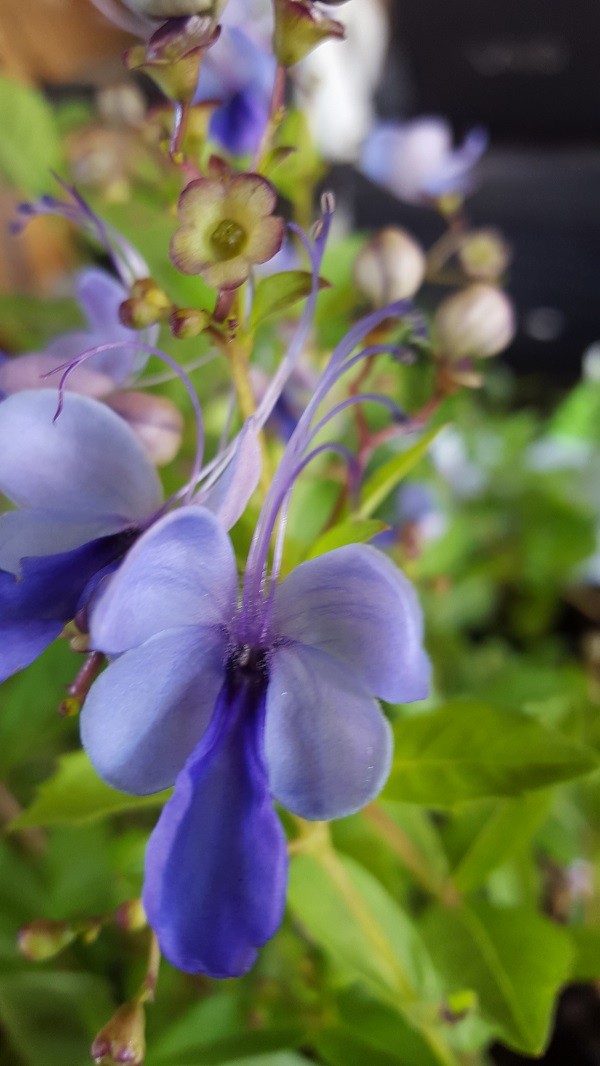 Butterfly Bush CLERODENDRUM ugandense