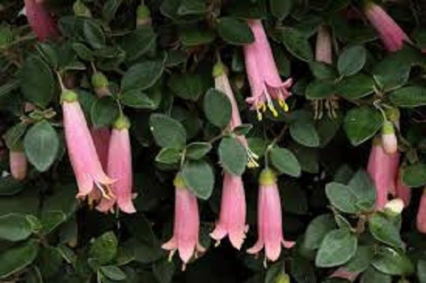 Correa Pulchella