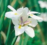 Wild Iris Dietes Grandiflora