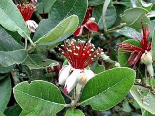 Feijoa Fruit Plants