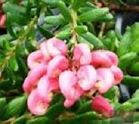 Mt Tamboritha Grevillea
