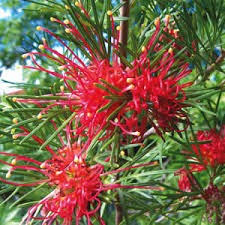 Grevillea Wimpara Gem