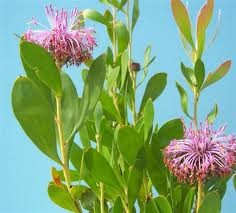 5 Drumstick Isopogon