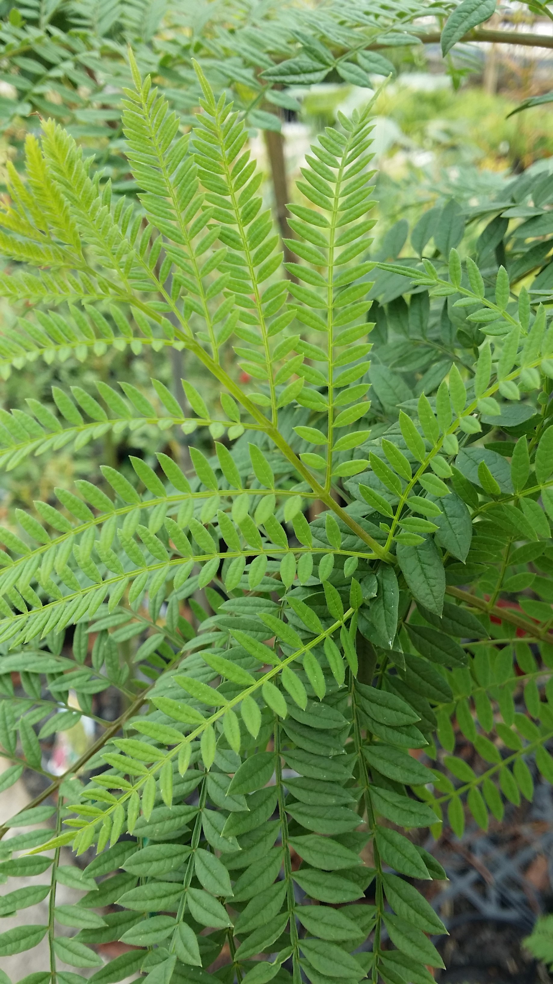 Jacaranda
