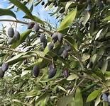  Olives Kalamata