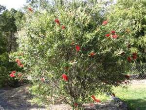  Kings Park Special Bottlebrush Callistemon