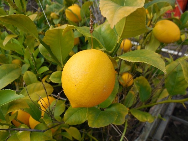 Lemon Citrus Dwarf Edible 