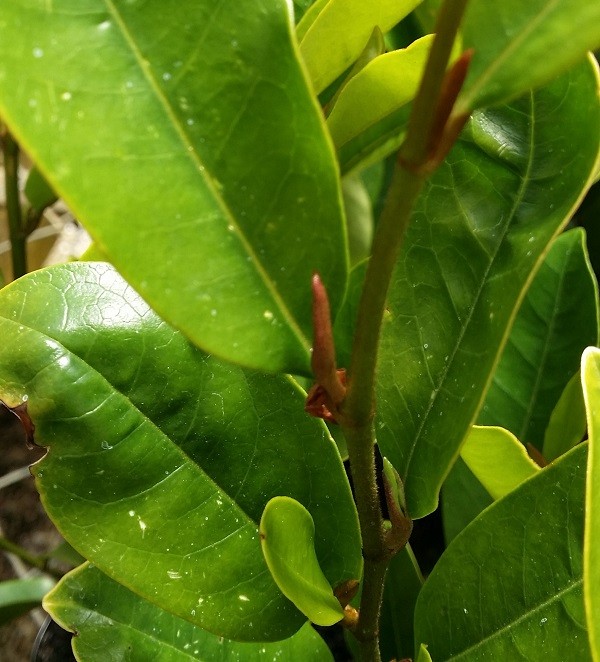 Magnolia White Carvar 