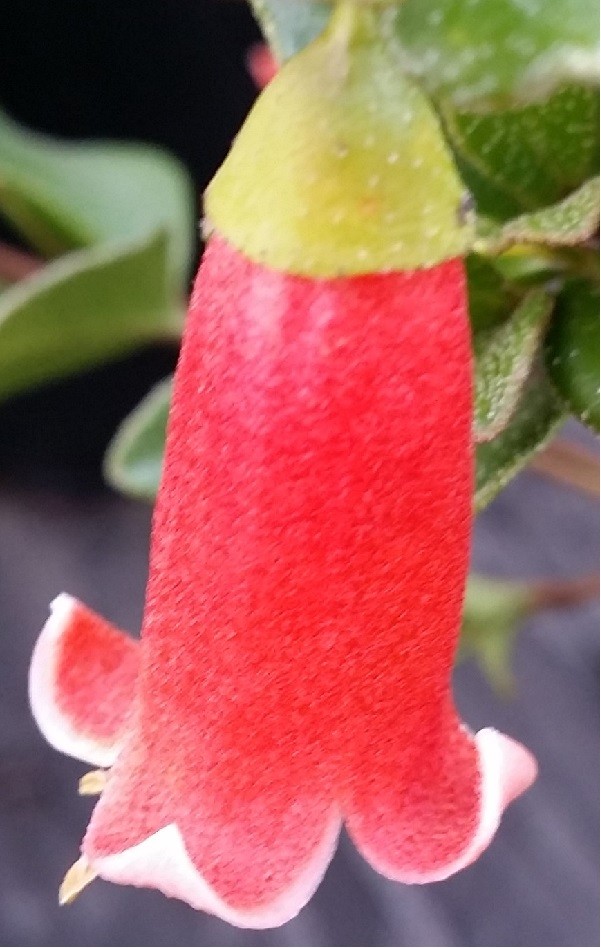 Orange Glow Correa
