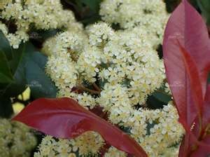 Photinia robusta