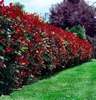 Photinia Robusta