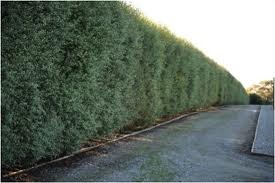  Pittosporum Silver Sheen 