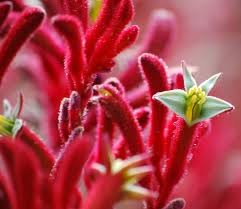  Red Kangaroo Paw