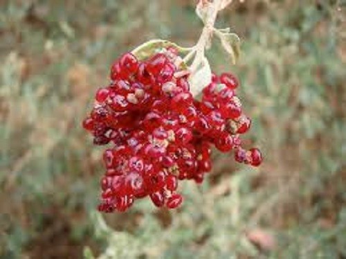 Fragrant Salt bush 