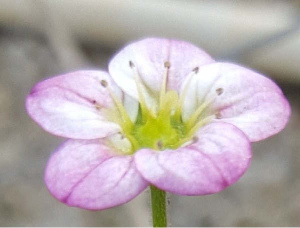 1 x xSaxifraga red / pink form