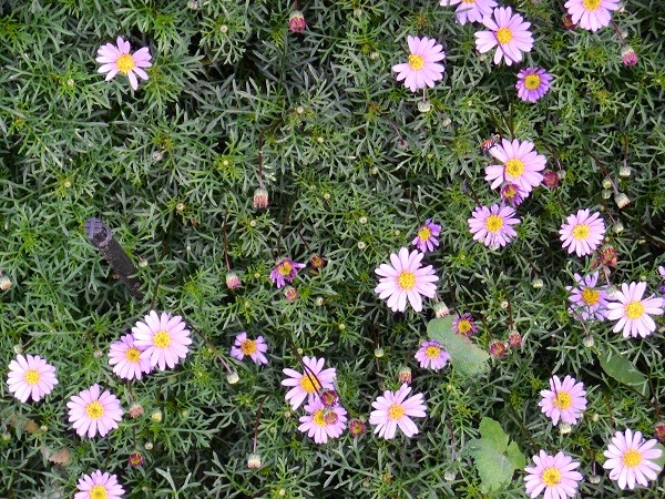 Seaside Daisy