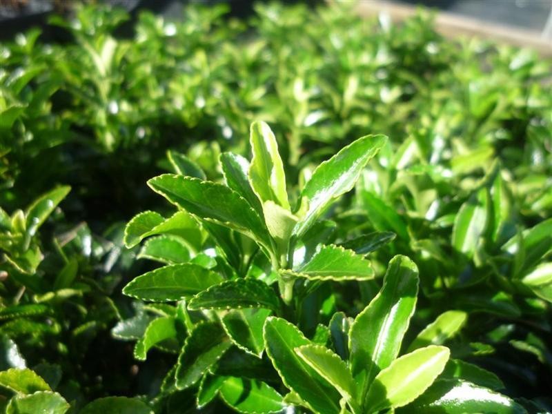  Tom Thumb Hedging Plants