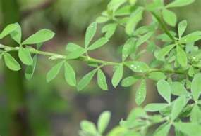 40 Tree Lucerne
