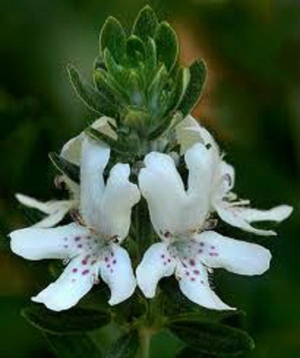 Westringia Fruiticosa Native Roseary