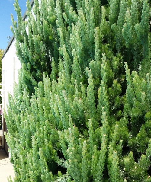  Woolly Bush Adenanthos sericeus