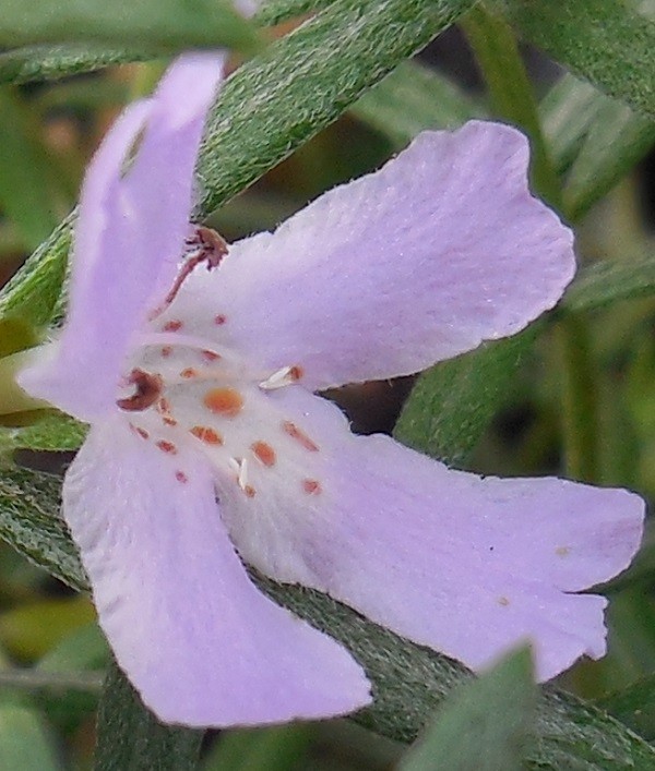 Wynabbie Gem Westringia 