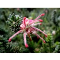  Grevillea Little Drummer Boy