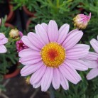ARGYRANTHEMUM    Rose 