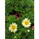 ARGYRANTHEMUM Yellow 3" Pot 