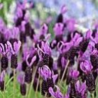  Avonview Lavander