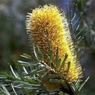 Banksia Marginata 