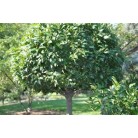 Bay Tree Laurus Noblis 