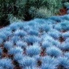  Blue Fescue