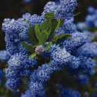 Blue Pacific Ceanthous