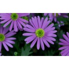 Brachyscome Mauve Delight Daisy