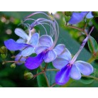 Butterfly Bush CLERODENDRUM ugandense