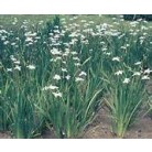 Wild Iris Dietes Grandiflora