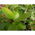 Feijoa Fruit Plants