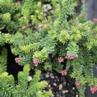  Mt Tamboritha Grevillea