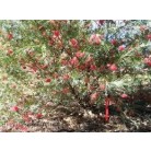 Grevillea Wimpara Gem