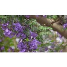Jacaranda