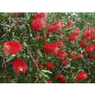  Kings Park Special Bottlebrush Callistemon