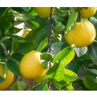  Lemon Citrus Dwarf Edible 