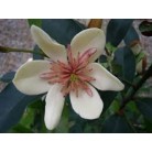 Magnolia White Carvar 