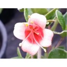 Orange Glow Correa