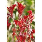 Red Kangaroo Paw