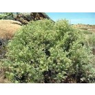 Fragrant Salt bush 