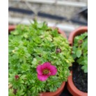 1 x xSaxifraga red / pink form