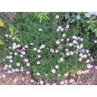 Seaside Daisy