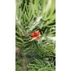  Woolly Bush Adenanthos sericeus